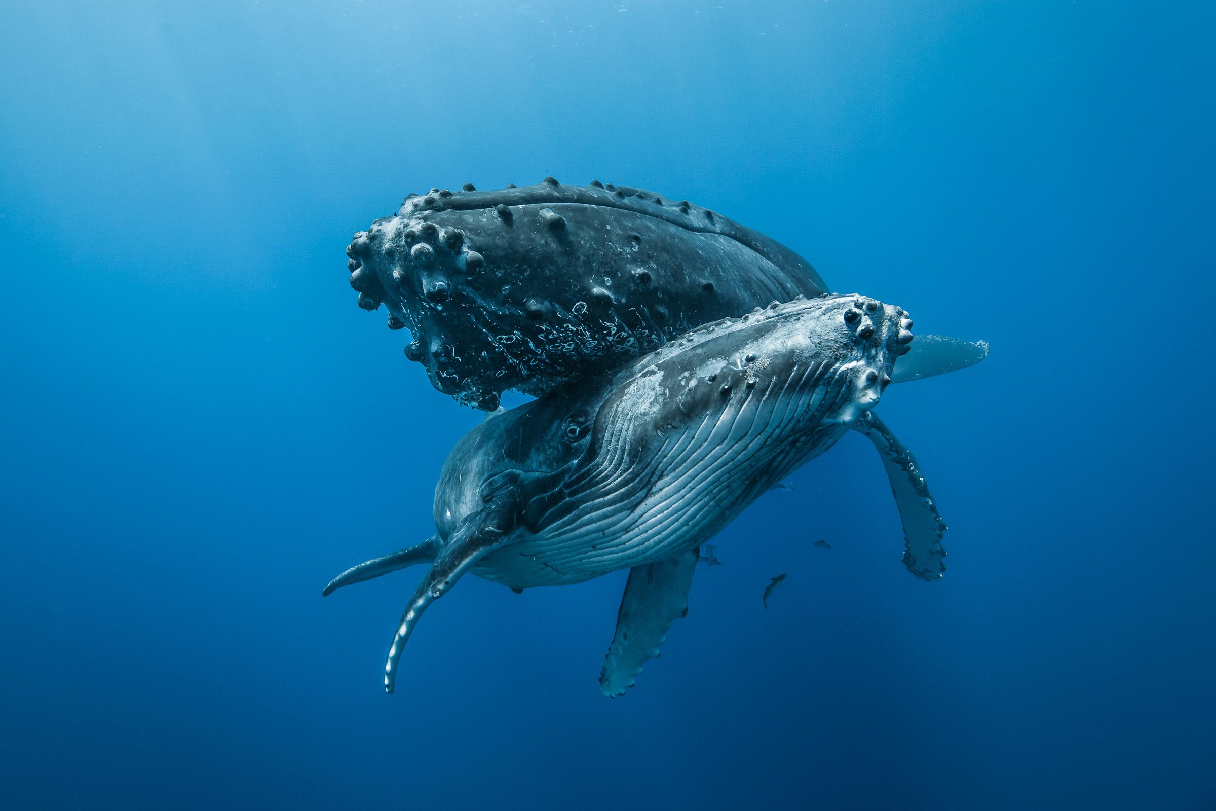 L'Étreinte des Océans