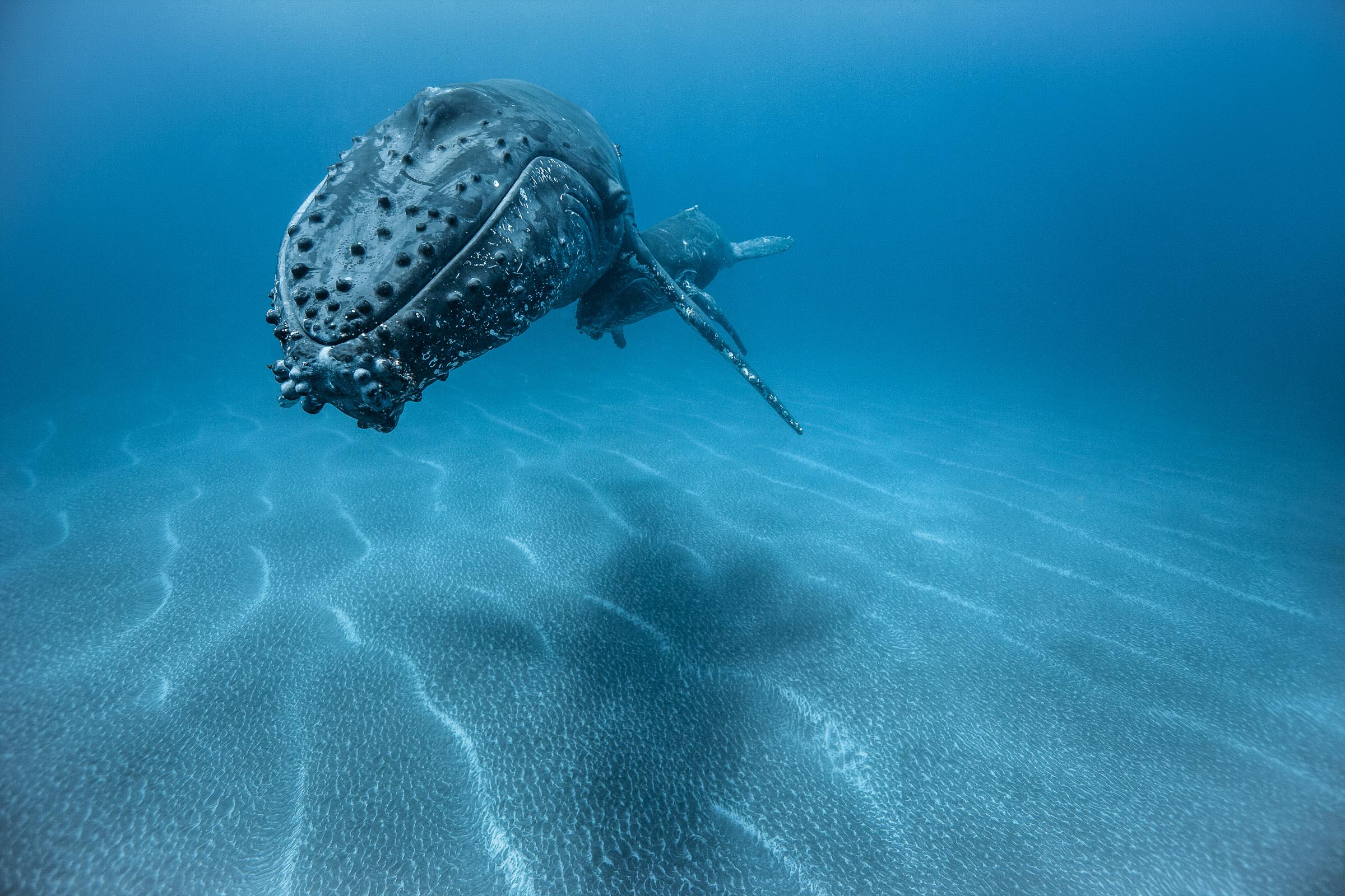Sentinelle des Sables