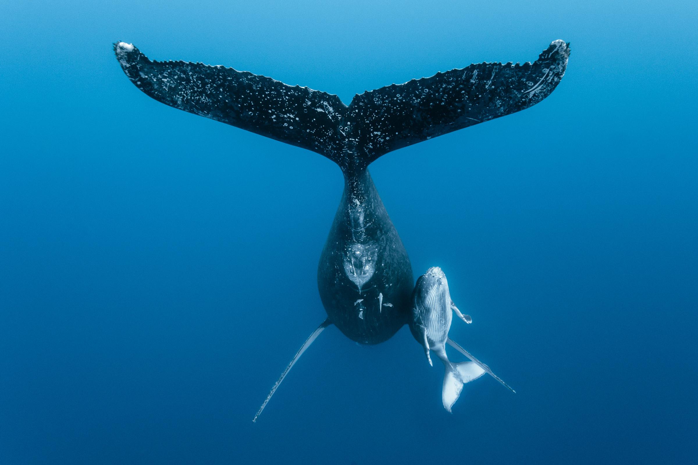 L'Envol de la Caudale