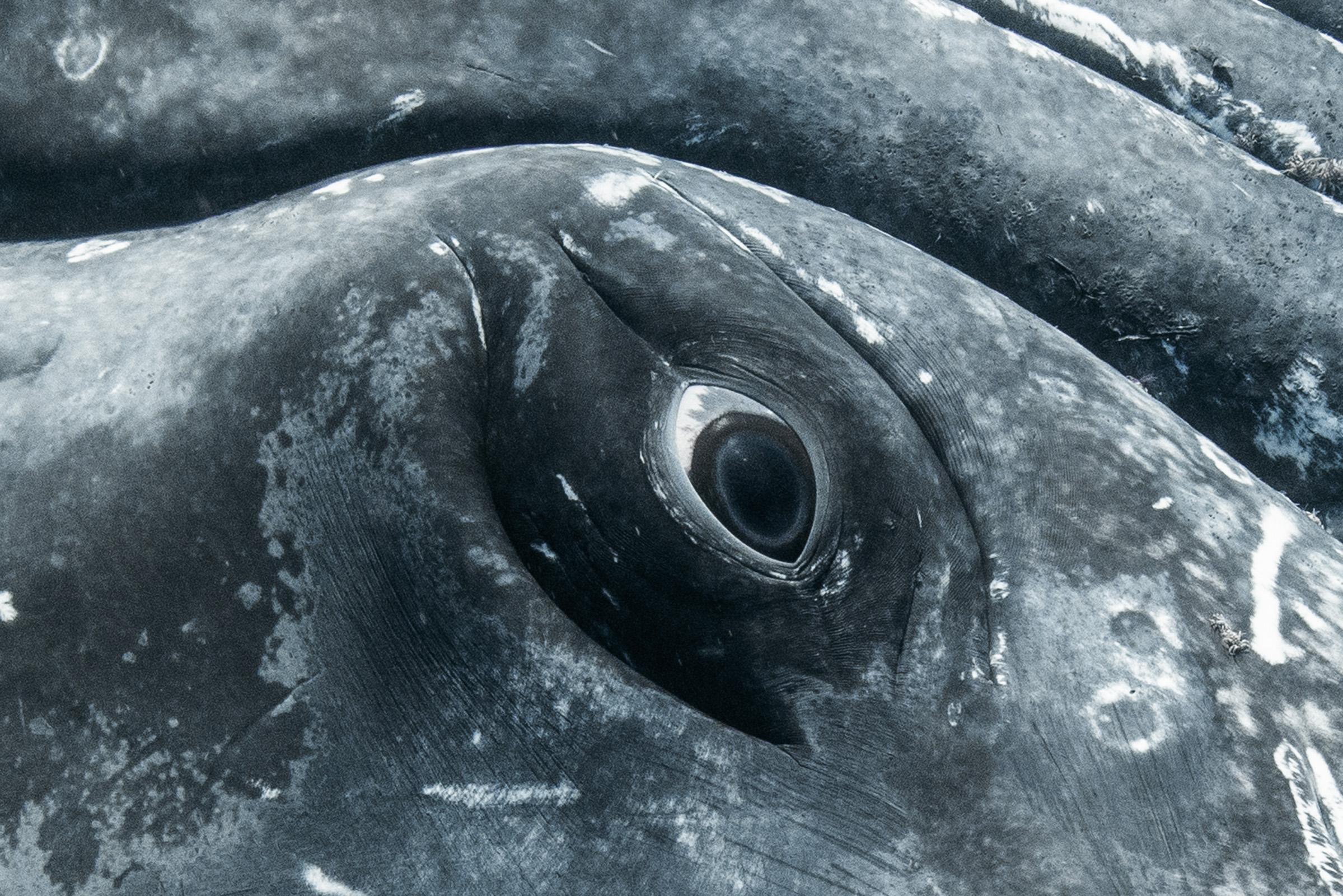 Le Regard de l'Océan