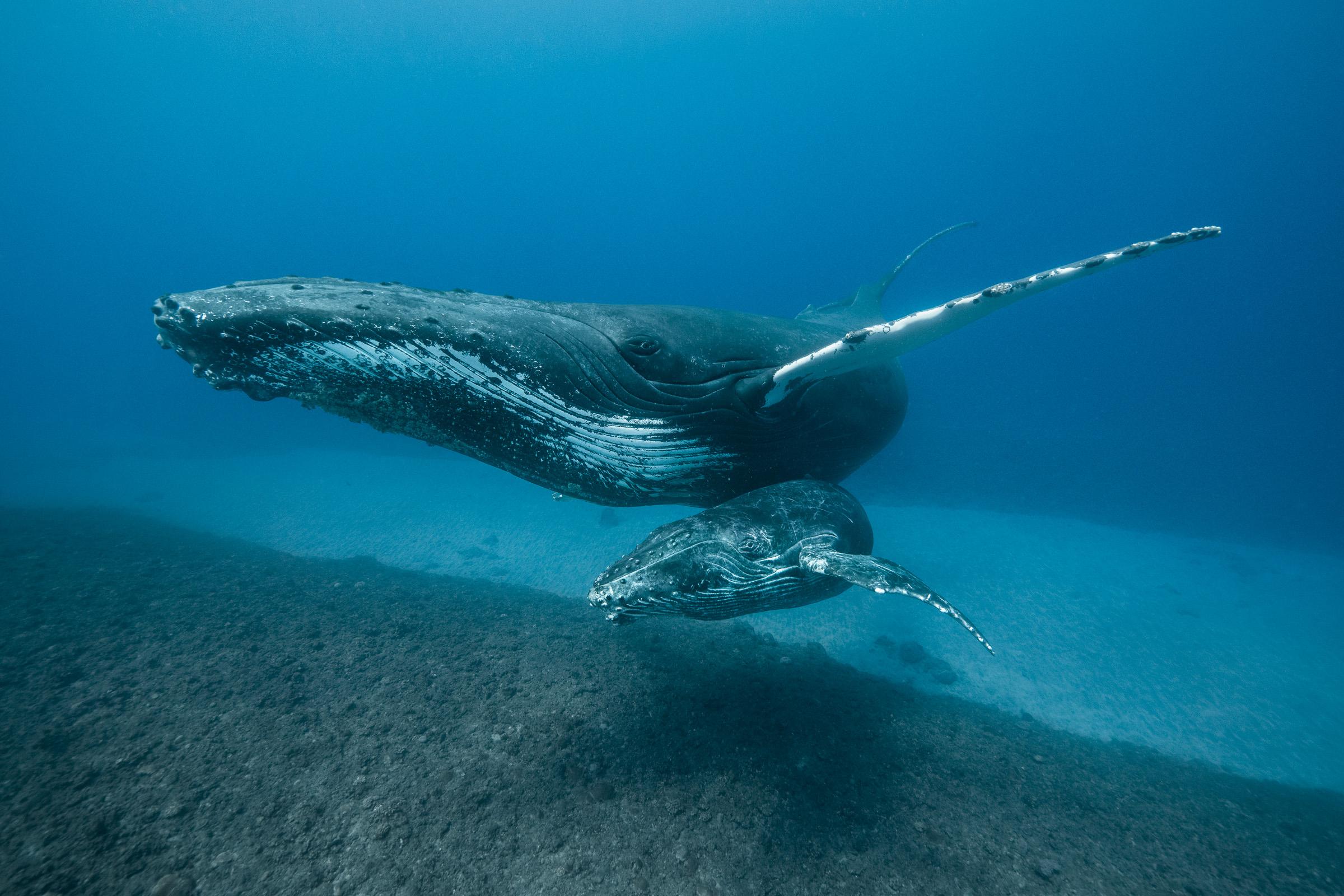 Protectrice des Fonds