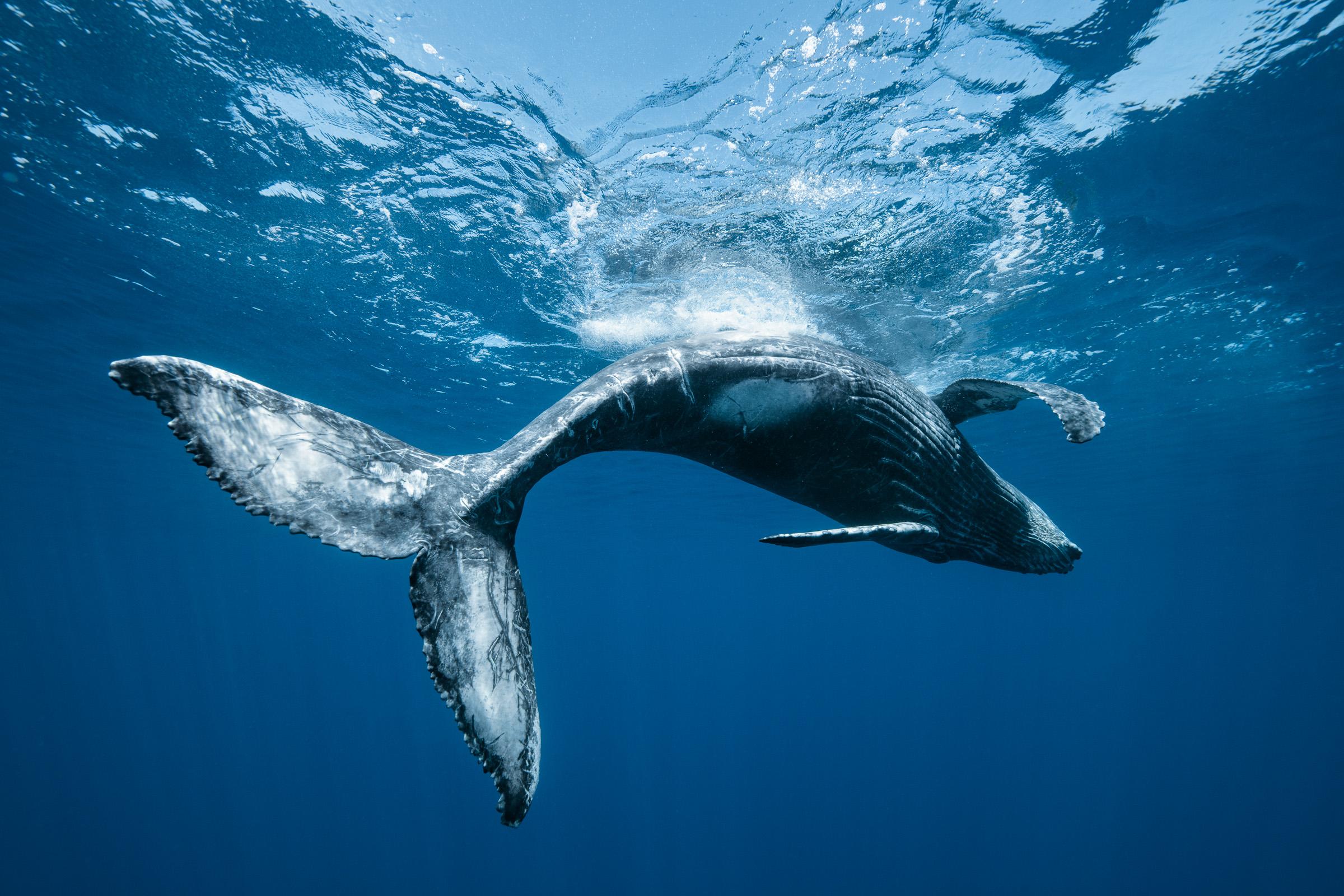 L'Élan des Profondeurs