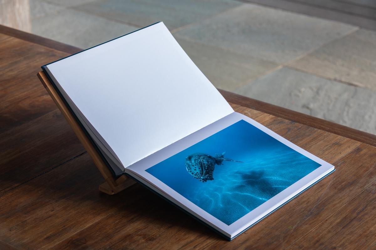 Dans l'intimité des baleines