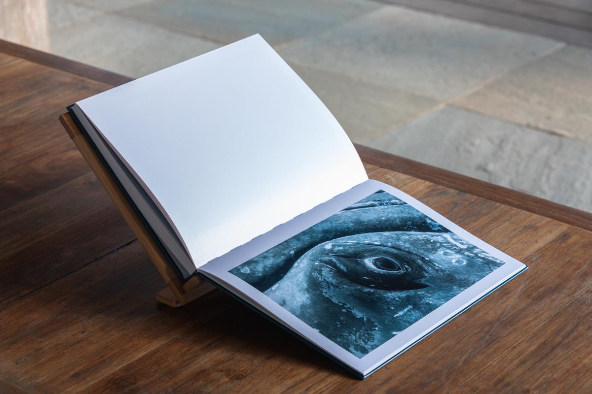 Dans l'intimité des baleines