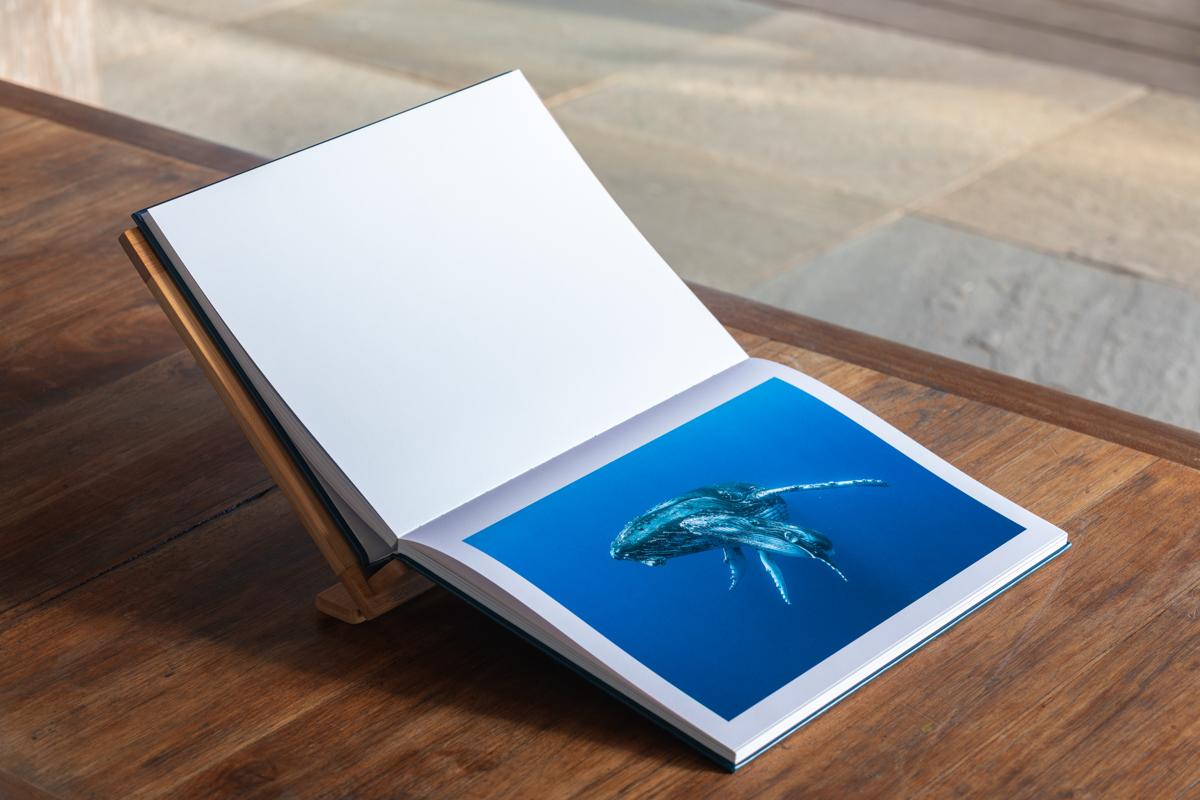 Dans l'intimité des baleines