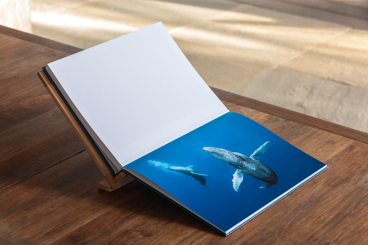 Dans l'intimité des baleines