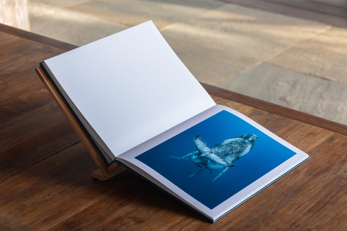 Dans l'intimité des baleines