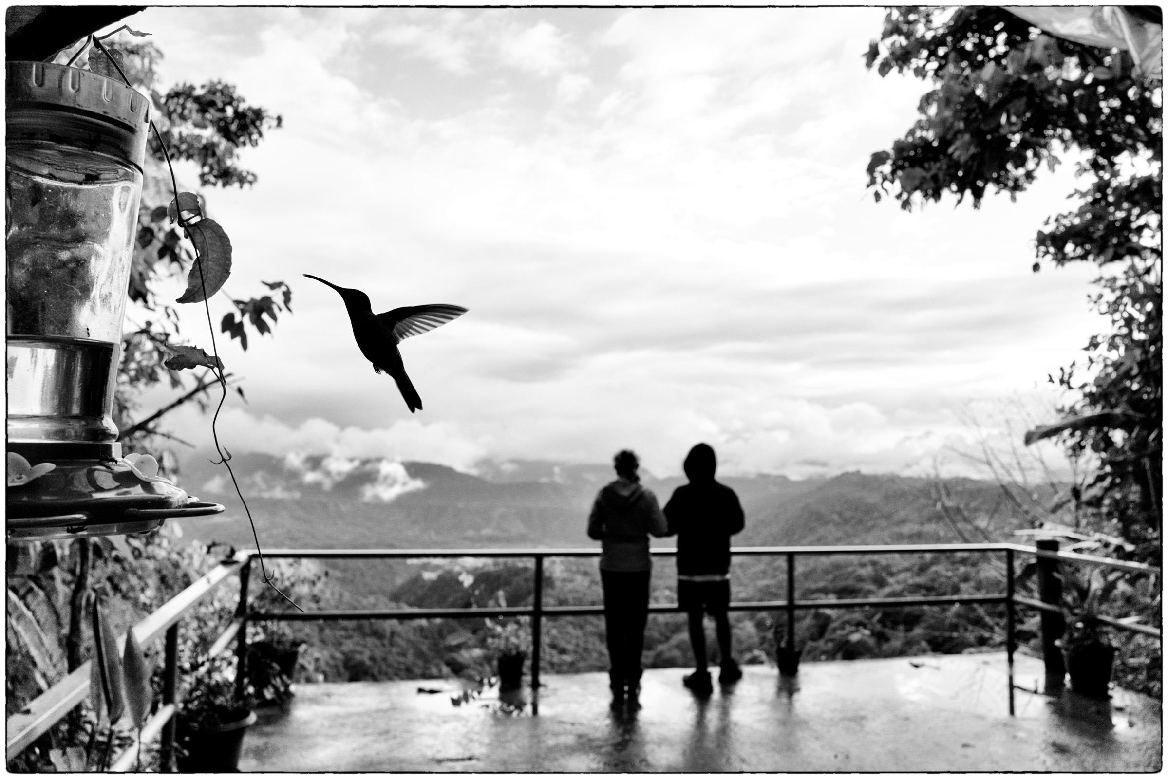 Colibri au Ciel Nuageux