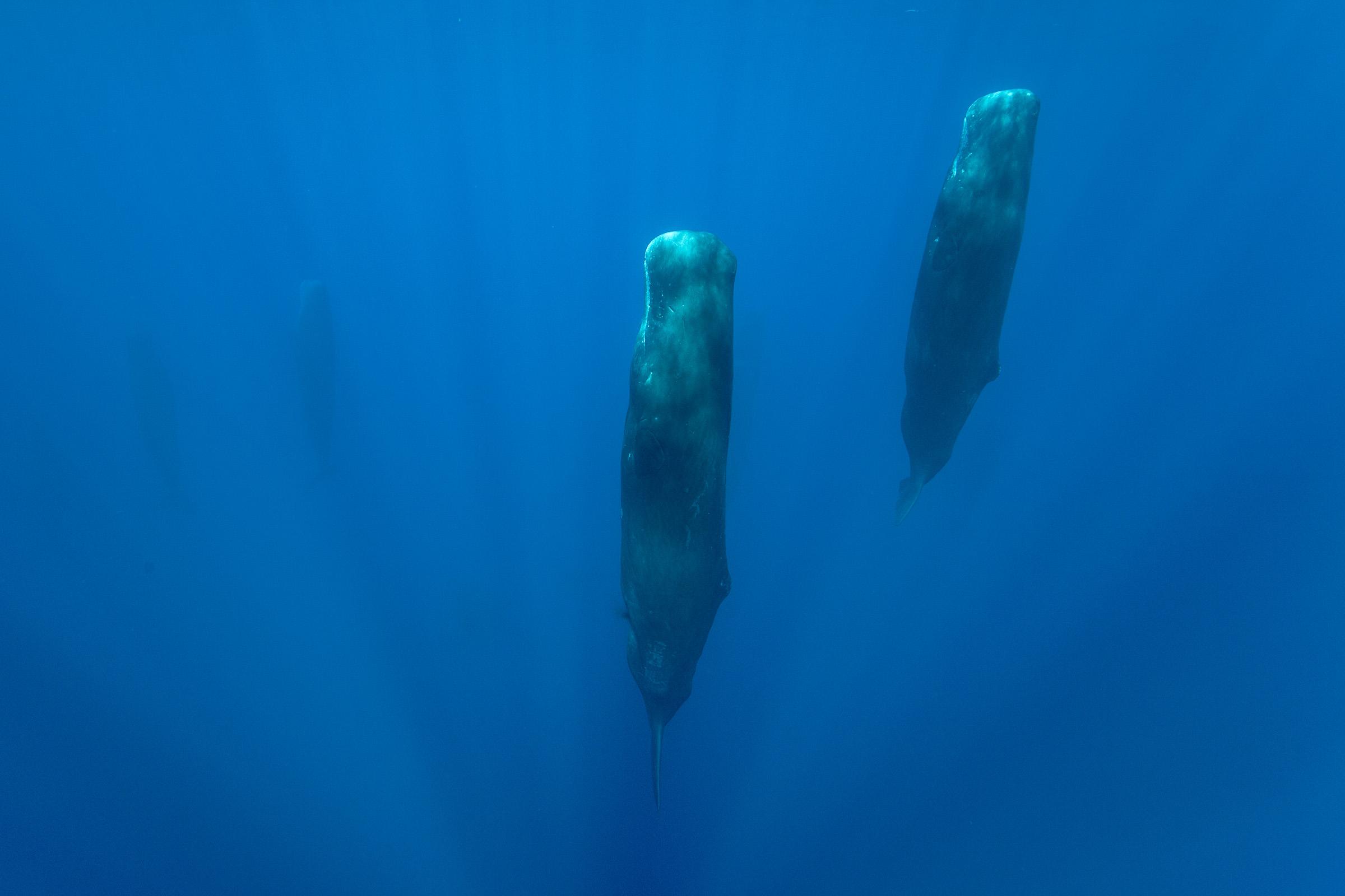 Sentinelles Endormies